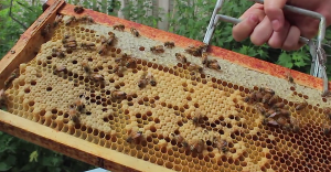 DIY beekeeping beehive frame