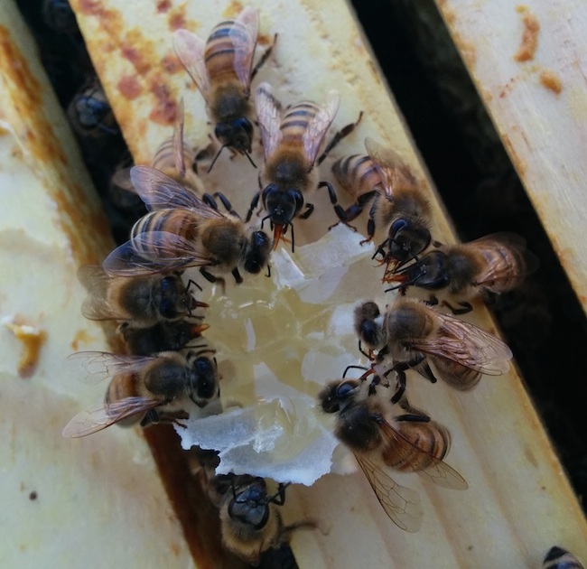 Bees drinking in a hive.