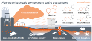 How neonicotinoids contaminate entire ecosystems