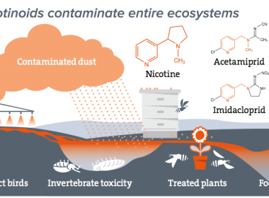 How neonicotinoids contaminate entire ecosystems
