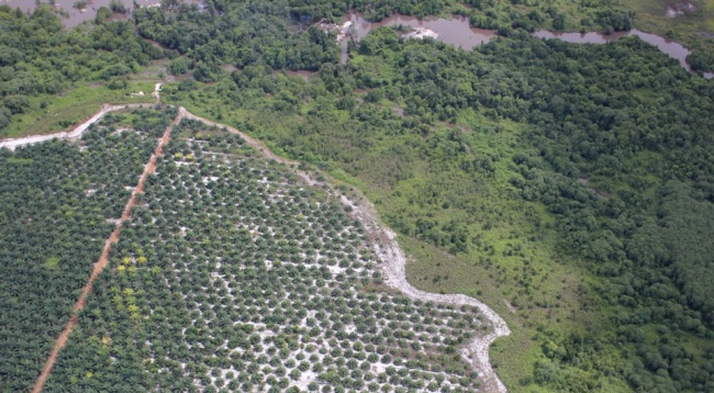 Palm oil plantation encroaching on forest in Central Kalimantan, Borneo, Indonesia 