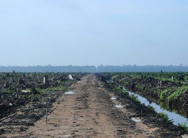 Oil Palm Concession in Riau, Sumatra