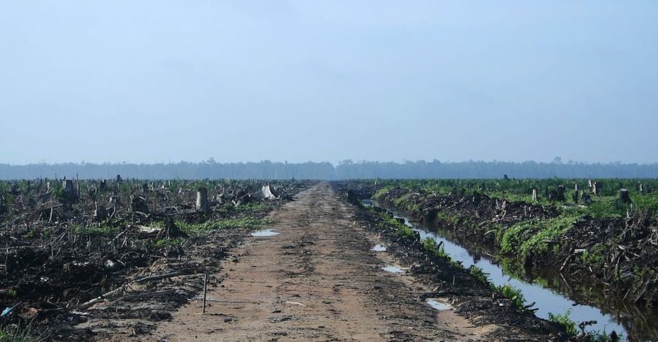 Oil Palm Concession in Riau, Sumatra