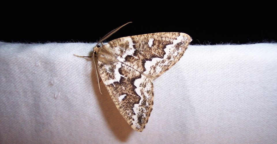 Gray spruce looper moth, family Geometridae