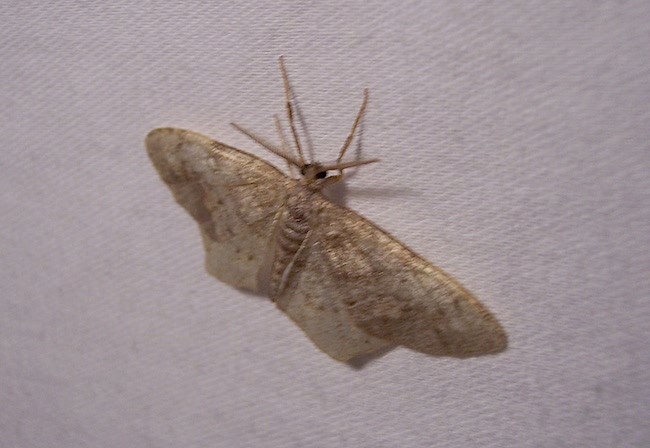 Wave moth, family Geometridae 