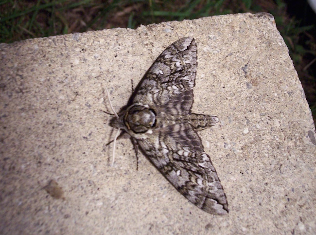 A waved sphinx moth, family Sphingidae