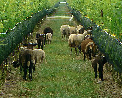 Southbrook Vineyards biodynamics