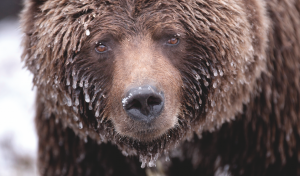 An ice-covered grizzly in the Yukon Territory.