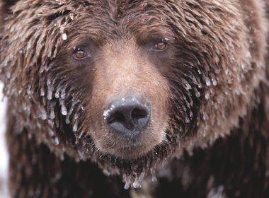 An ice-covered grizzly in the Yukon Territory.