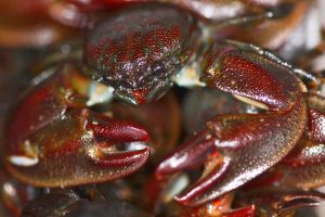 Petrolisthes cinctipes