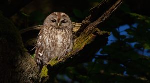 Brown tawny owl in a tree.