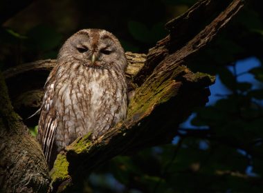 Brown tawny owl in a tree.