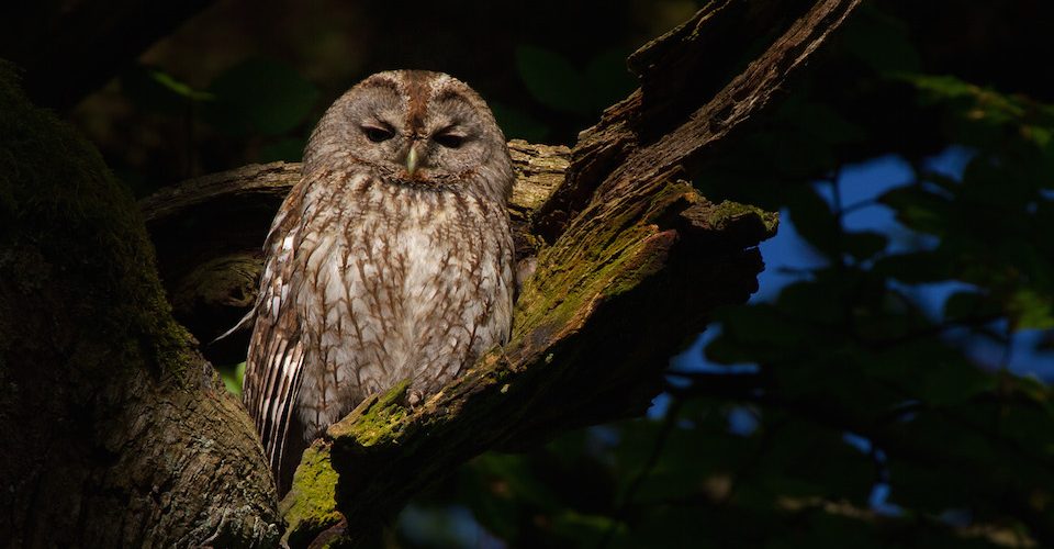 Brown tawny owl in a tree.