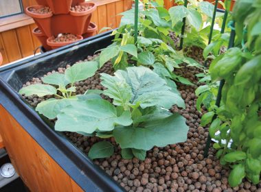 Shaun Mavronicolas' home aquaponics setup.