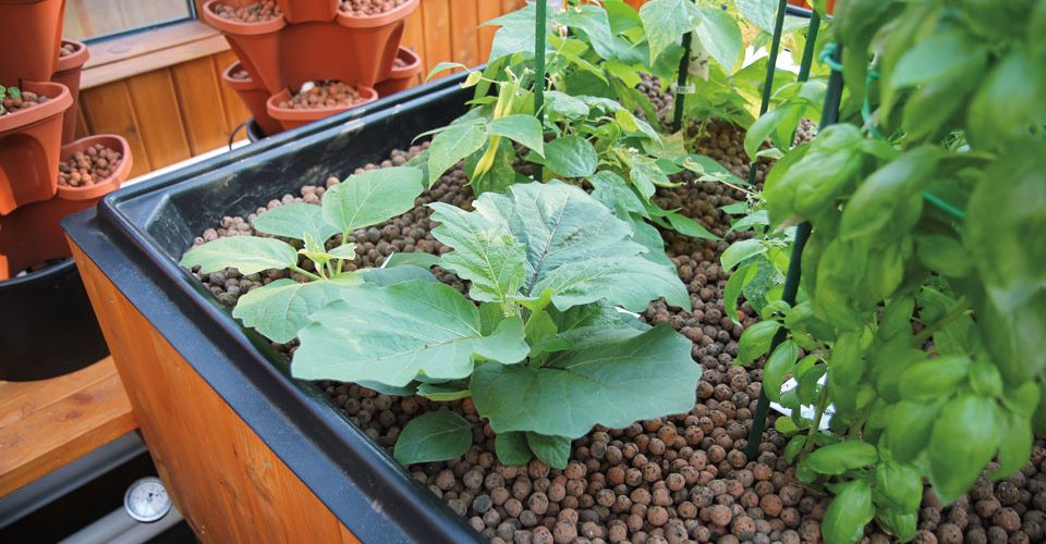 Shaun Mavronicolas' home aquaponics setup.