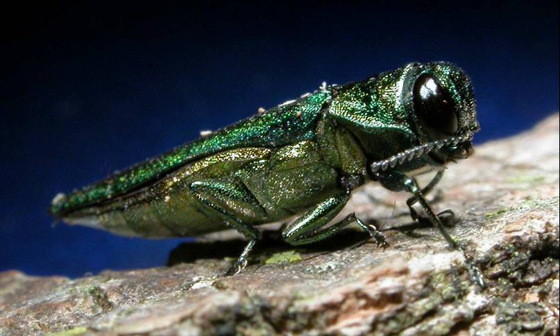 emerald ash borer USDA CC BY 20