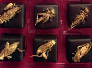 Grasshopper chocolates