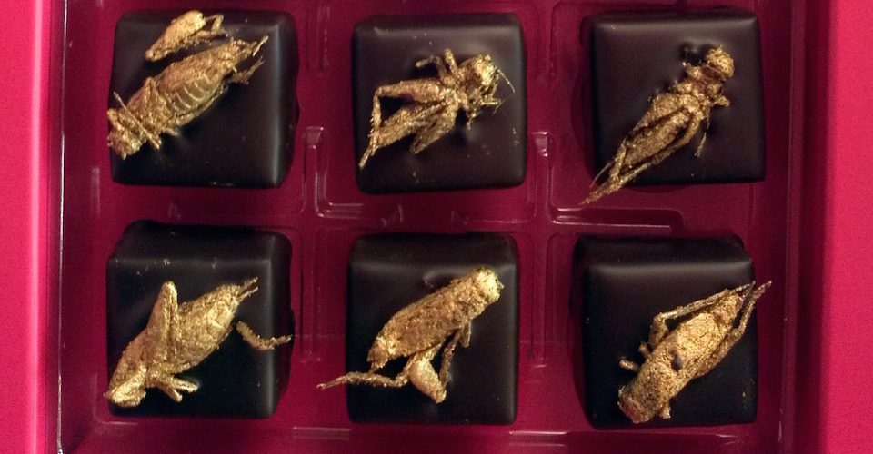 Grasshopper chocolates