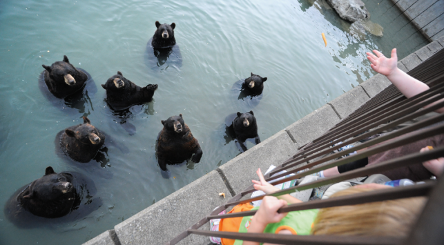 Marineland bears, JoAnne McArthur