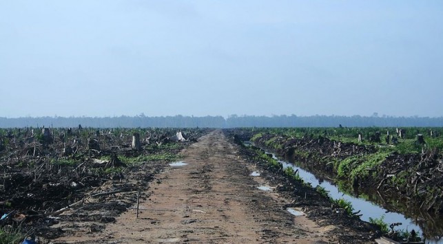 A palm plantation.