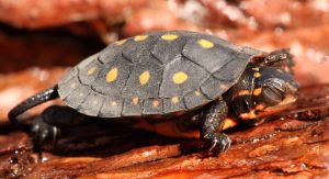 Spotted Turtle Fotolia_63557036_Subscription_Monthly_M