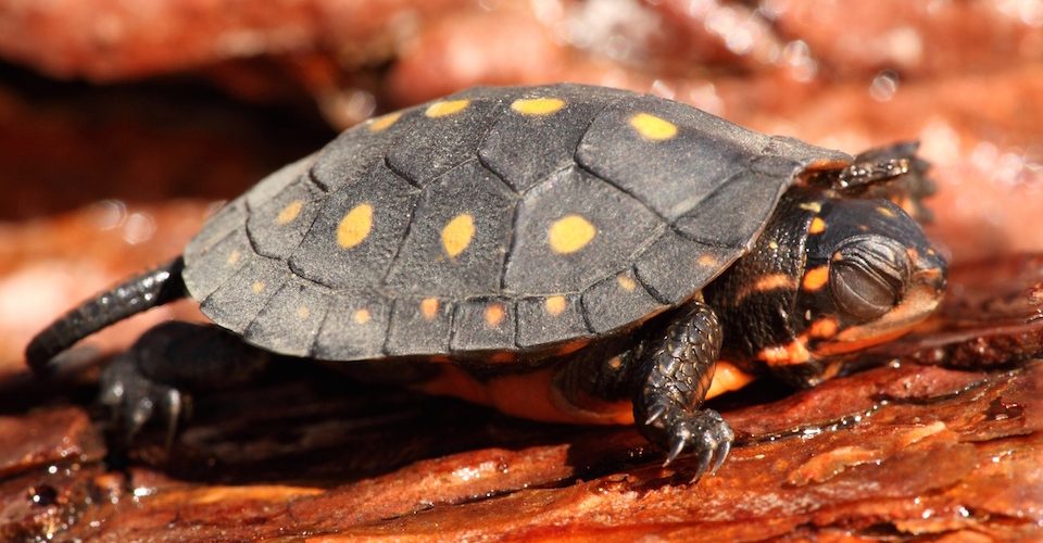 Spotted Turtle Fotolia_63557036_Subscription_Monthly_M