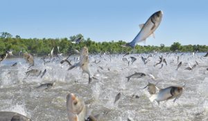 Invasive silver carp in Chain Lake