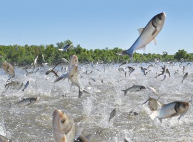 Invasive silver carp in Chain Lake