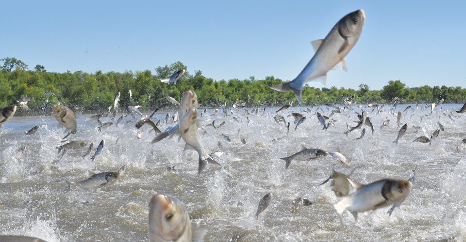 Invasive silver carp in Chain Lake