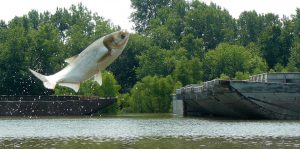 Asian carp jumping