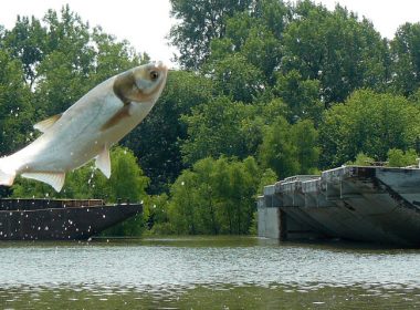 Asian carp jumping
