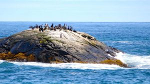 Shorebirds in southern Nova Scotia at Port Joli