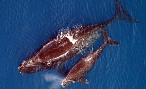 A North Atlantic Right Whale mother with her calf