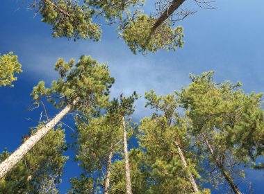 lodgepole pines by Terence Mendoza