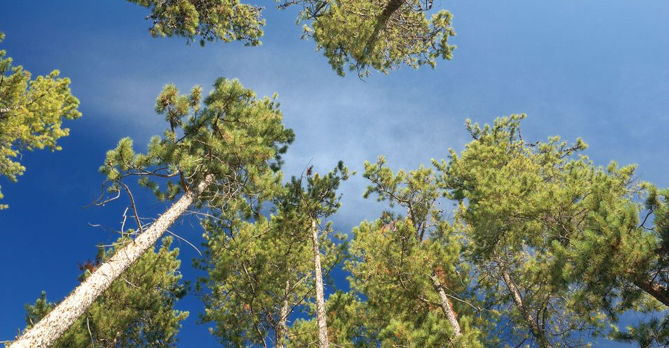 lodgepole pines by Terence Mendoza