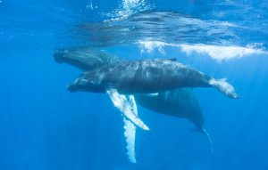 Humpback Mother and Calf via Fotolia