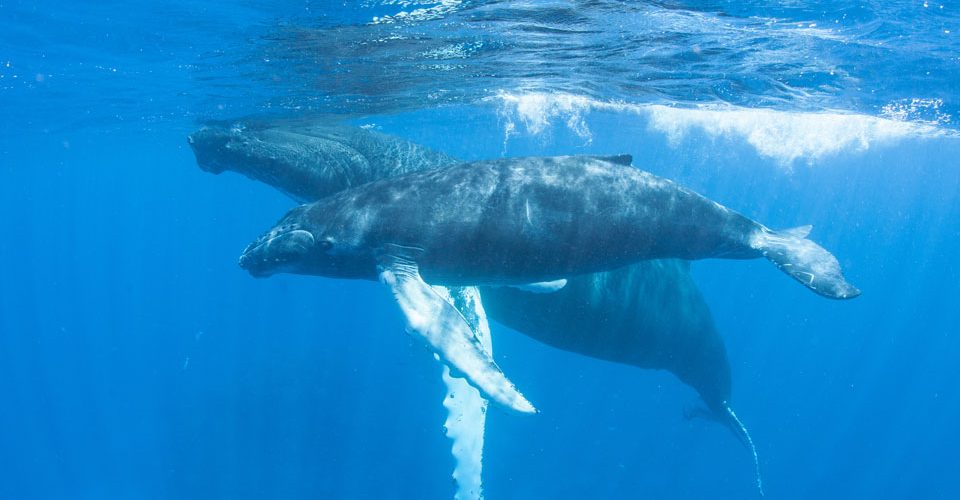 Humpback Mother and Calf via Fotolia