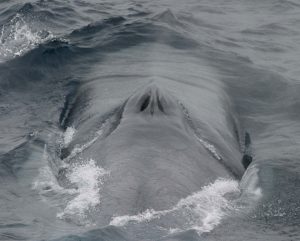 NOAA Fisheries Photo