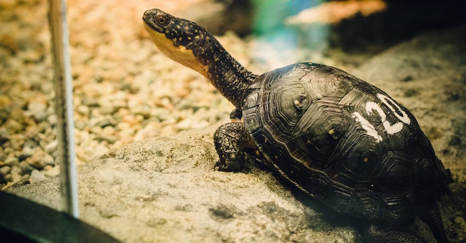 Blanding's Turtle