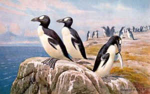 Great Auks
