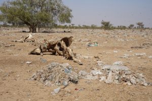 (Photo: a field of plastic and a dead cow outside Bikaner, India)