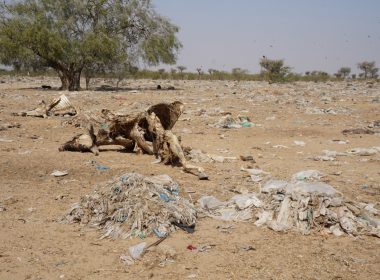 (Photo: a field of plastic and a dead cow outside Bikaner, India)