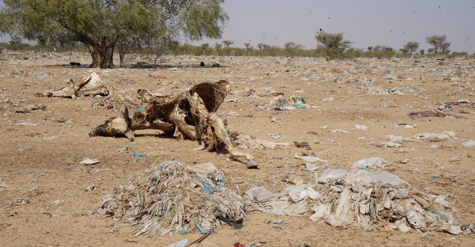 (Photo: a field of plastic and a dead cow outside Bikaner, India)