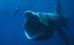 Basking Shark | Chris Gotschalk photo