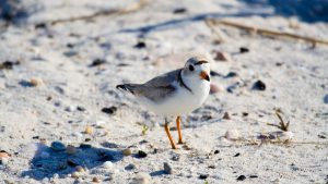 Piping Plover | ShutterGlow Photo