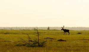 Bull Boreal Woodland Caribou by J.H. on Flickr