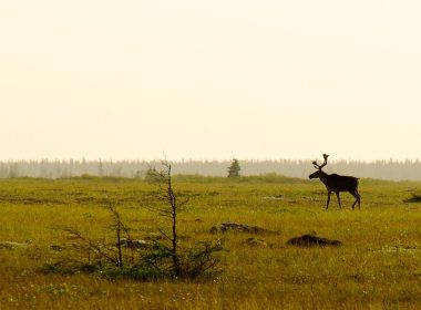 Bull Boreal Woodland Caribou by J.H. on Flickr