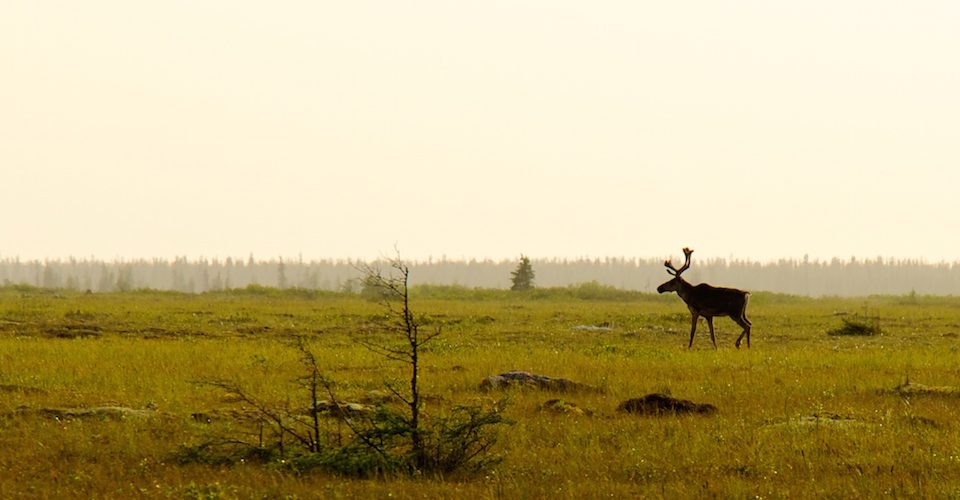 Bull Boreal Woodland Caribou by J.H. on Flickr