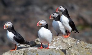 Puffins by Brian Gratwicke via Flickr