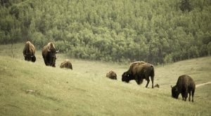 Canadian Rocky Mountain Ranch by Gonzalo Pineda Zuniga | Flickr